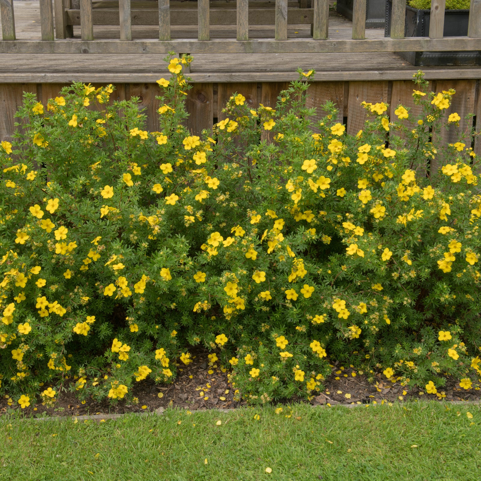 A Potentilla - Medicine Wheel Mountain - Yellow 2L (30-40cm) with bright yellow flowers blooms in front of a wooden fence, surrounded by lush green grass in the foreground.