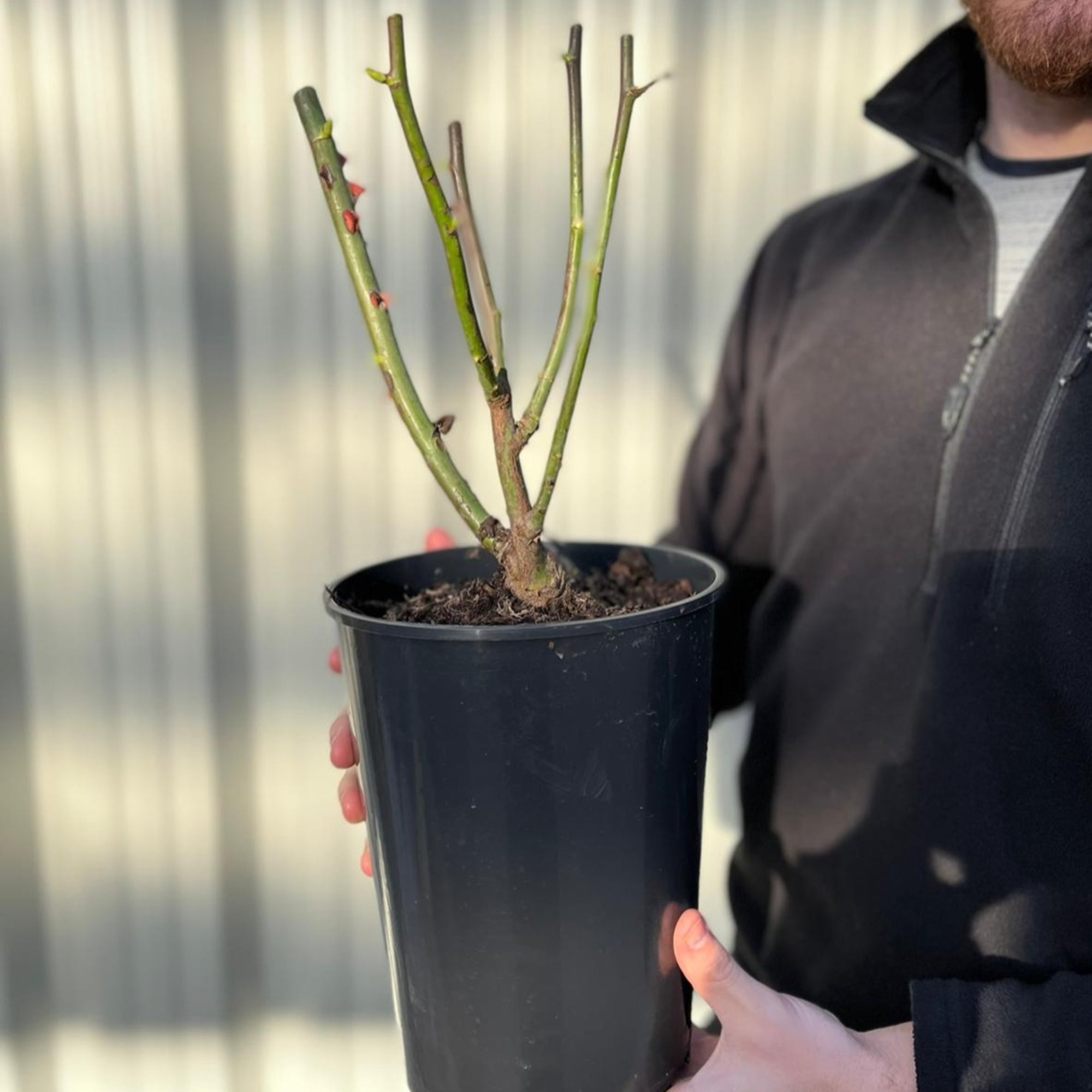 Rose Golden Memories | Floribunda | 4L Potted Rose