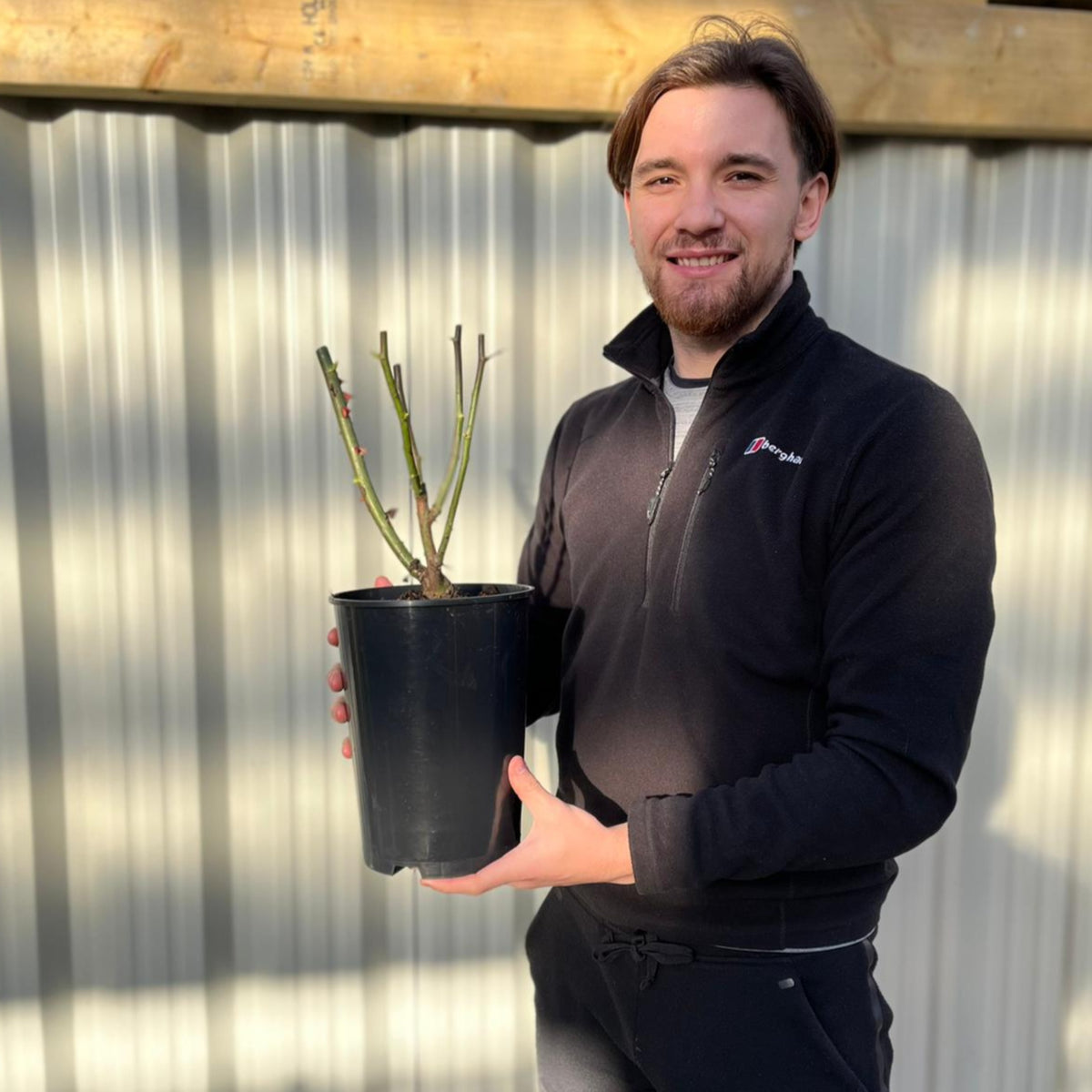 A man with short brown hair and a beard, in a black zip-up jacket, stands outdoors holding a 4L potted Rose Fragrant Delight (Floribunda Rose, PRE ORDER DECEMBER &#39;25) against a sunlit corrugated metal wall, evoking RHS Award of Garden Merit elegance.