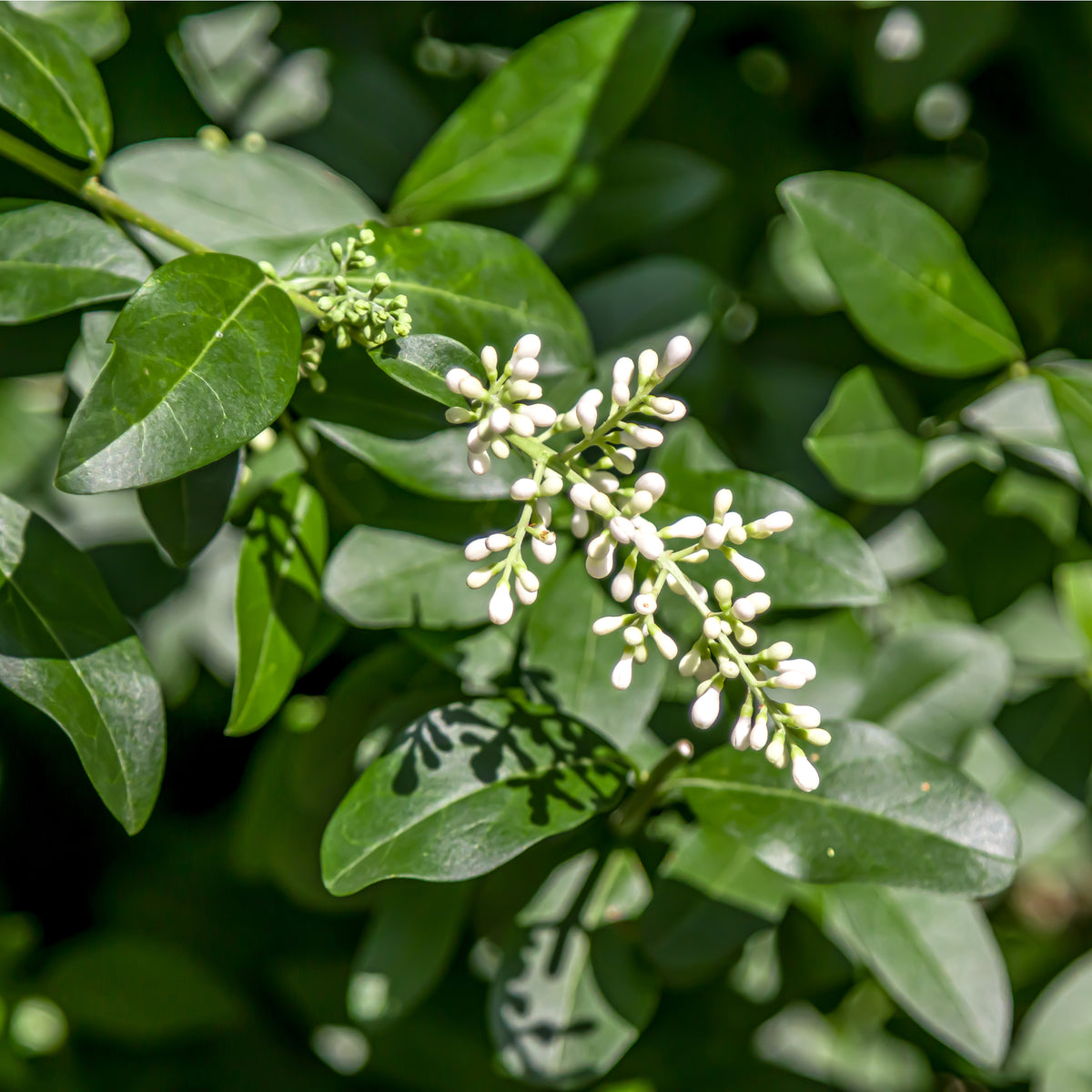 Ligustrum ovalifolium 5L (Privet Hedging)