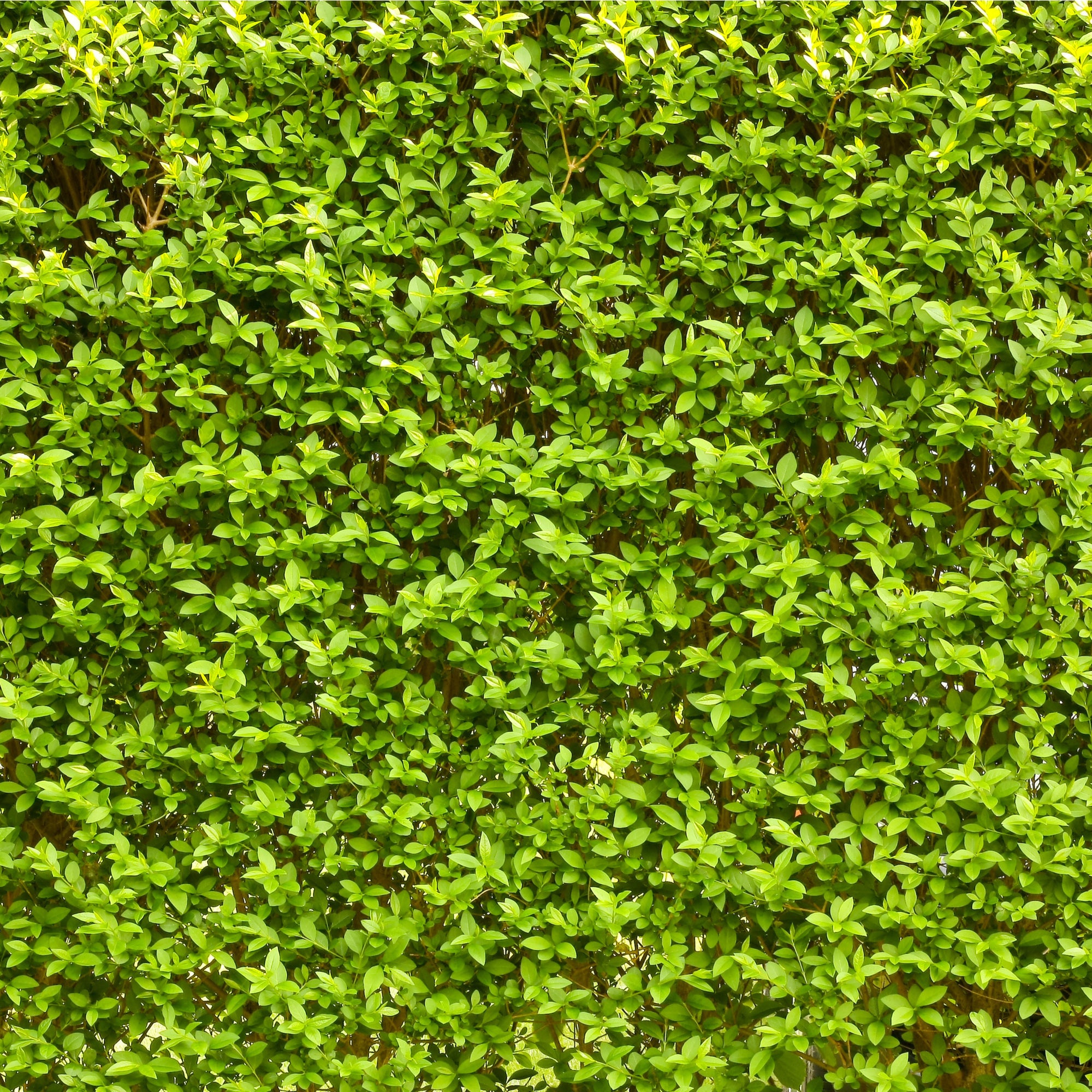 Ligustrum ovalifolium - Privet Hedging (10 Plants)