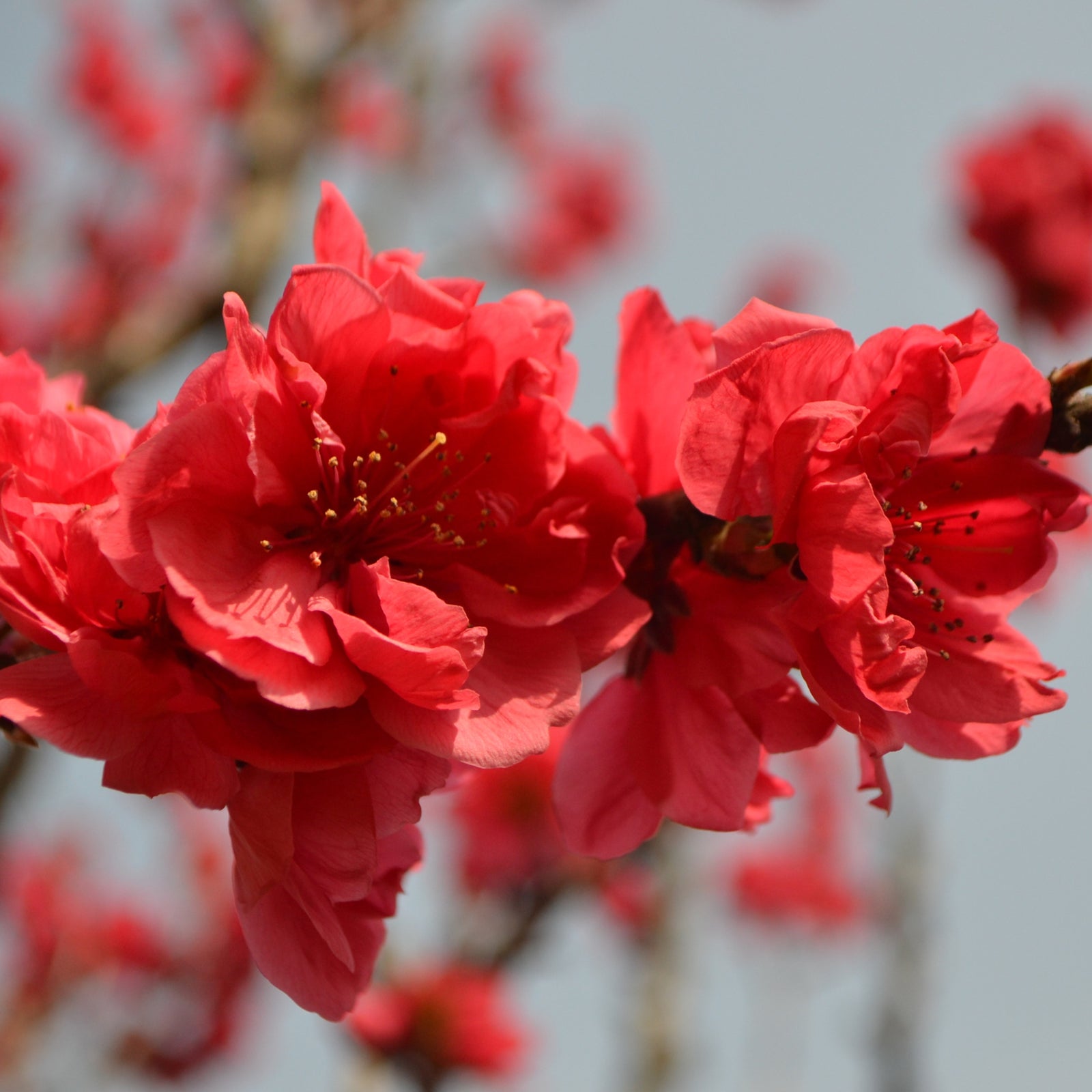 Close-up of vibrant red blossoms on a Prunus Persica (Peach) 'Red Peachy' Dwarf Blossom Tree (80-90cm), with a soft-focus backdrop of more blooms and a pale sky.
