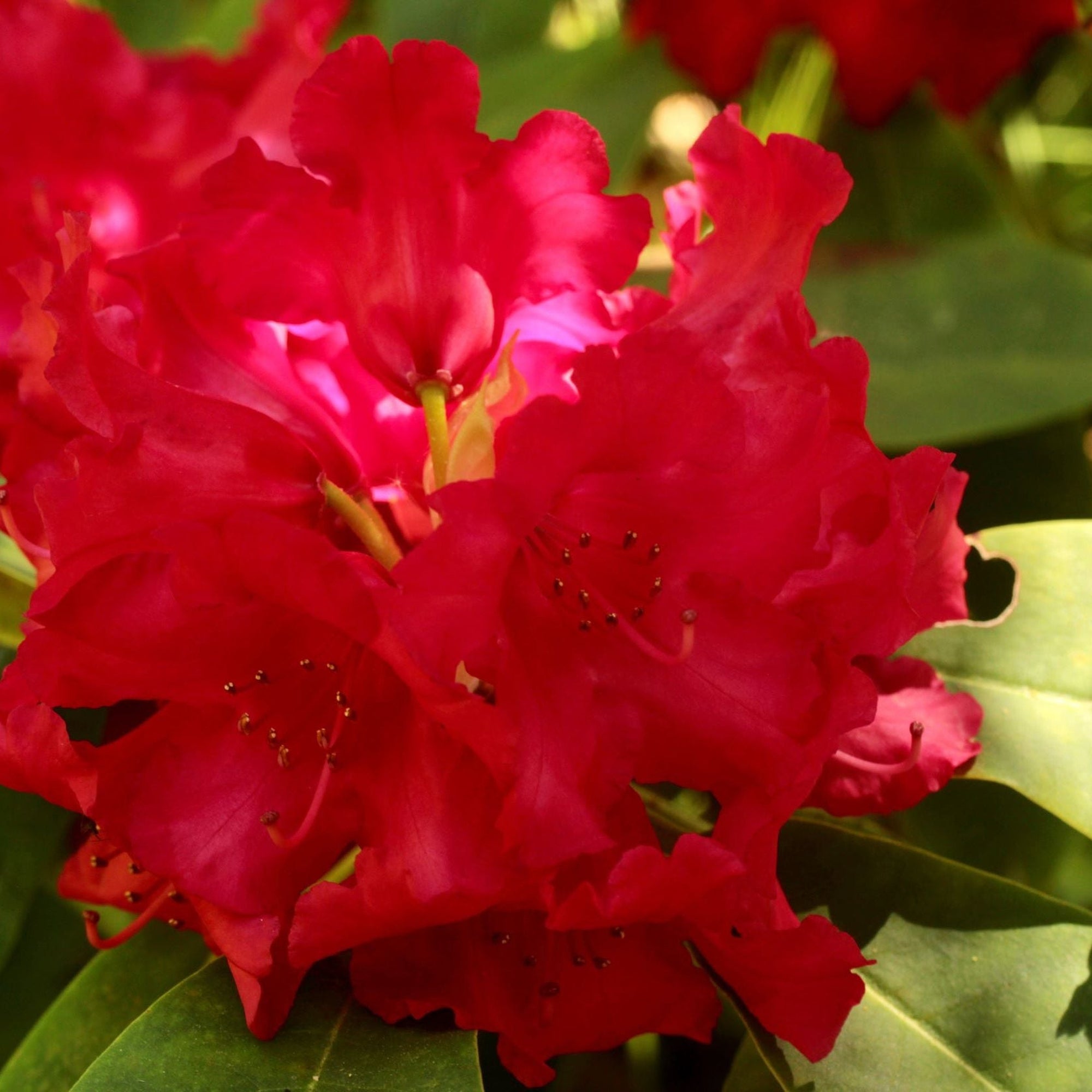 Rhododendron yakushimanum 'Dopey' 3L