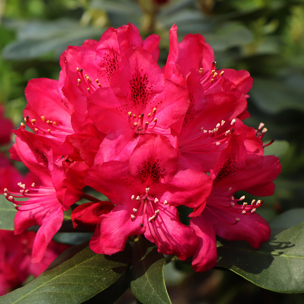 A close-up of the vibrant red flowers of the Standard Rhododendron Red (80cm) in full bloom, with glossy dark green leaves and sunlight accentuating its delicate spring petals and stamens.