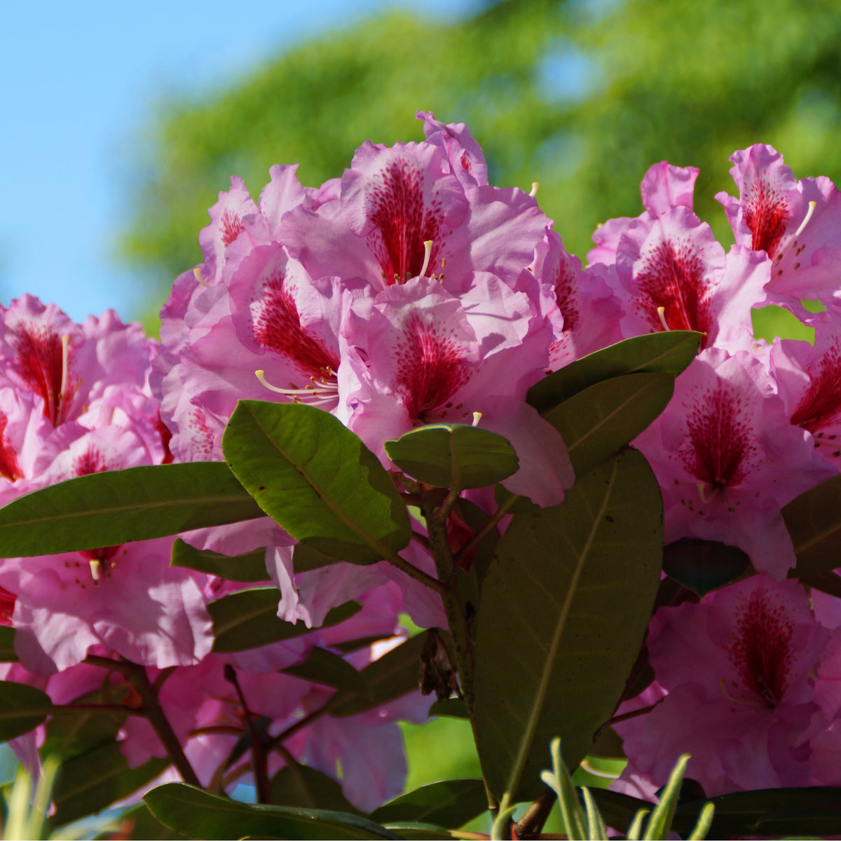 Rhododendron &#39;Bergensiana&#39; 5L features clusters of bright pink flowers with deep red centers amid glossy green leaves on a low maintenance evergreen shrub, perfect for adding vibrant color to your garden.
