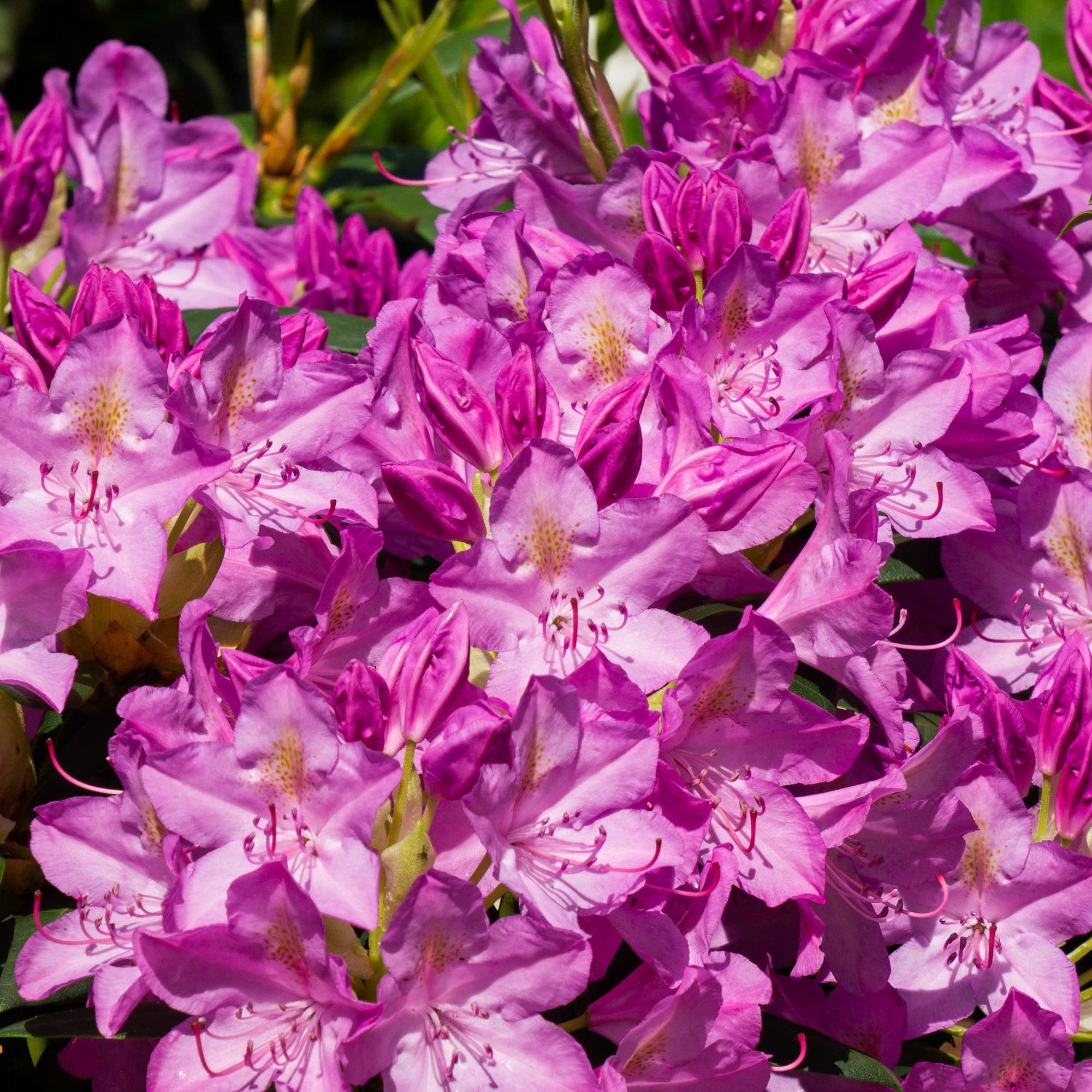 Rhododendron Ponticum Variegatum - Variegated Rhododendron
