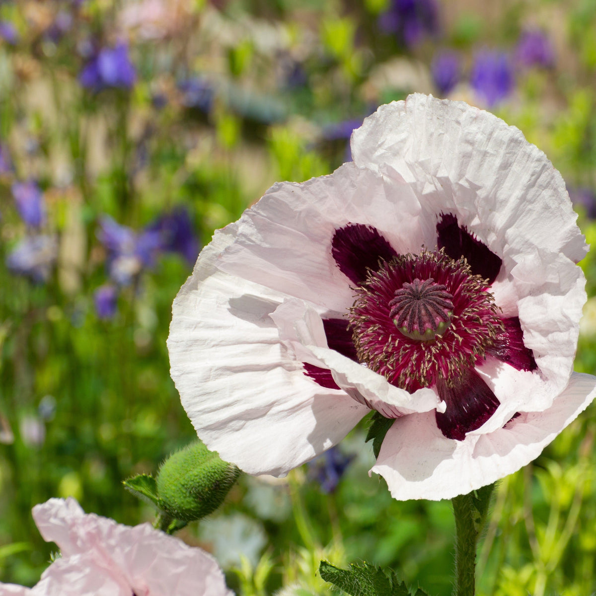 A close-up of the Poppy - Royal Wedding 1L shows its pale pink petals and dark maroon center, blooming among cottage garden plants with blurred green stems and purple flowers in the background.