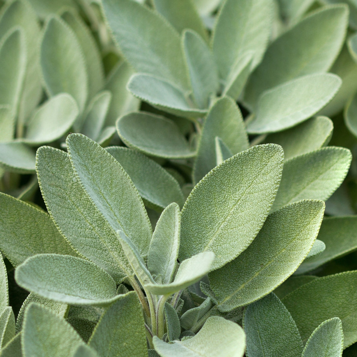 Sage Broad Leaved (Herb) 9cm