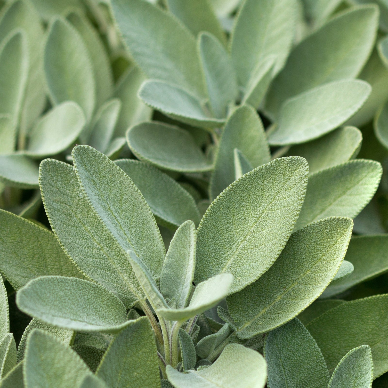 Sage Broad Leaved (Herb) 9cm