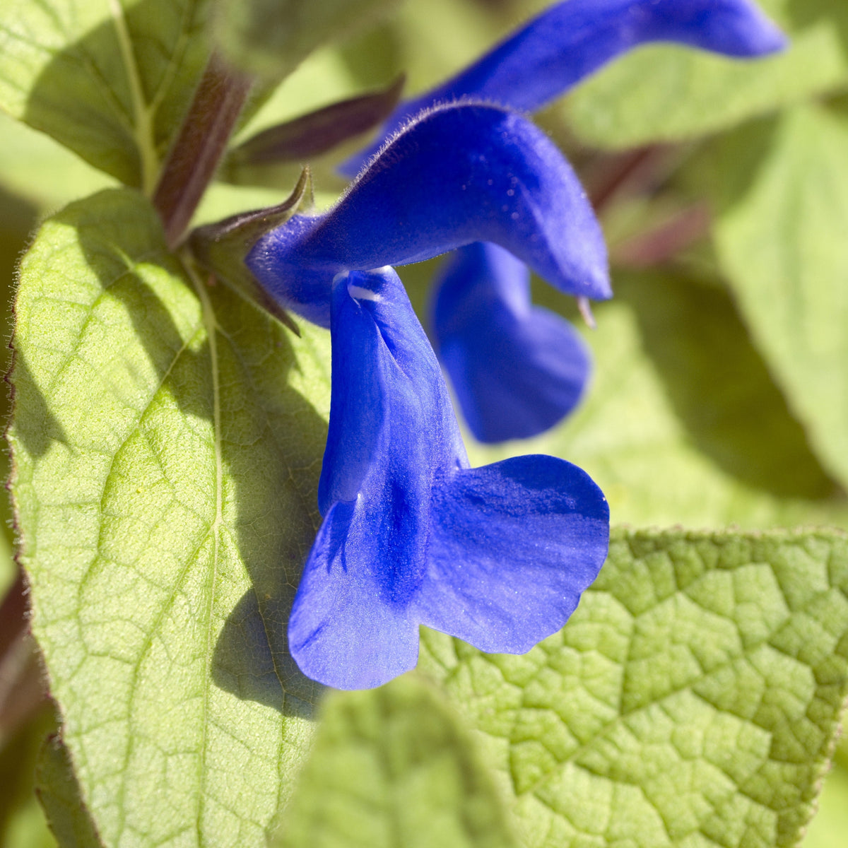 A close-up of Salvia - Oceana Blue 1.5L reveals deep blue, tubular flowers among light green, veined leaves. Sunlight accentuates their texture. This perennial is known to attract butterflies.