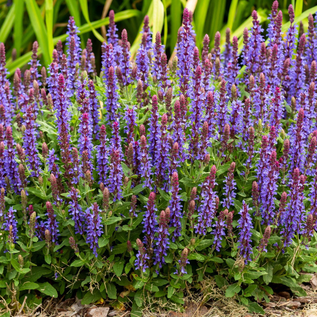 Salvia x superba New Dimensions Blue 9cm features vibrant purple-blue flower spikes and lush green leaves, blooming upright in gardens. Valued by designers, the plants stand out amid leafy foliage and a softly blurred, green garden backdrop.