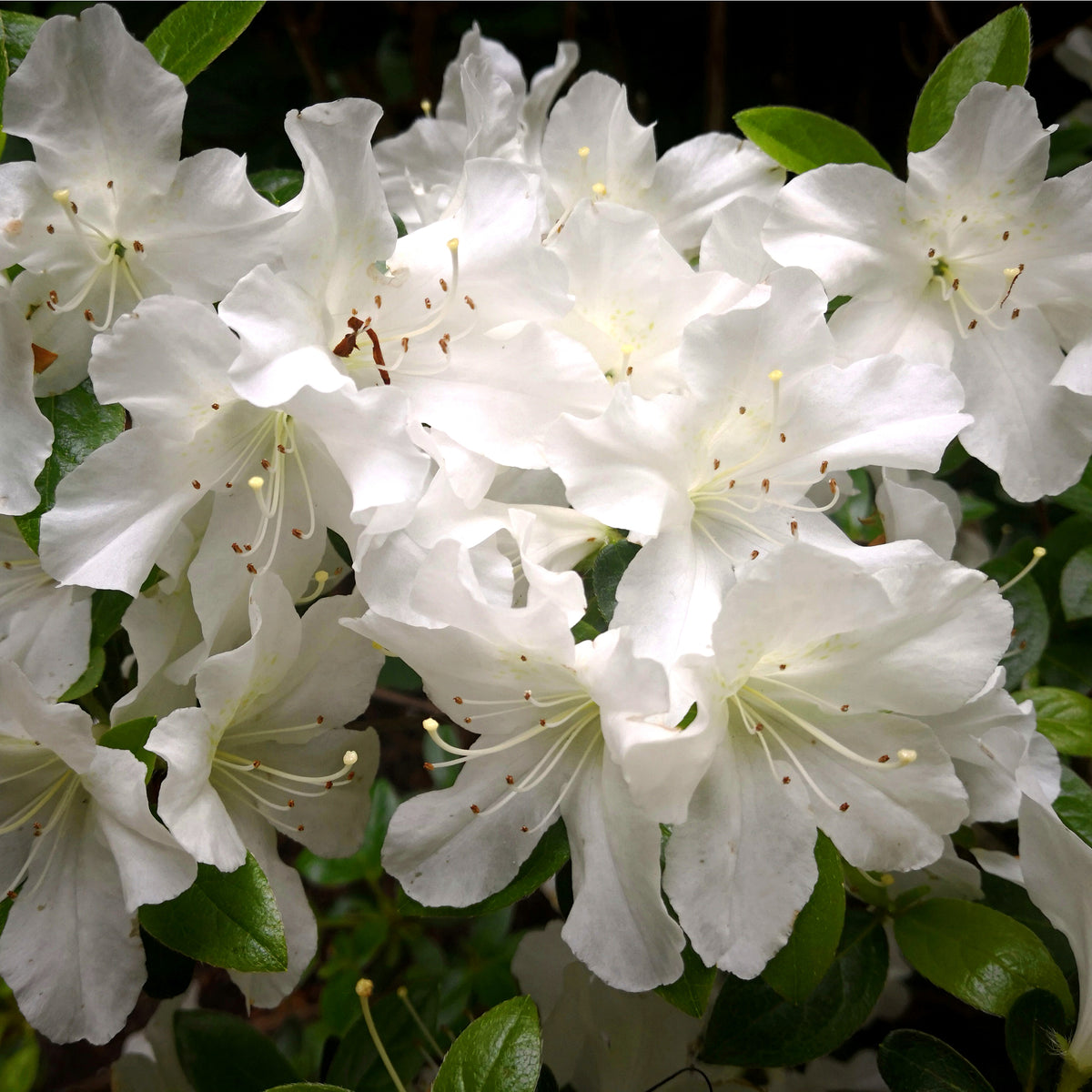 Close-up of Azalea &#39;Schneewittchen&#39; 2L in bloom, showing clusters of white flowers with delicate petals and yellow-tipped stamens, surrounded by glossy green leaves on this elegant evergreen shrub.
