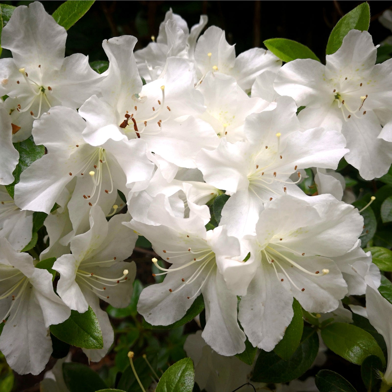 Azalea 'Schneewittchen' 2L is an evergreen shrub prized for its beautiful white blooms, offering year-round appeal to any landscape.