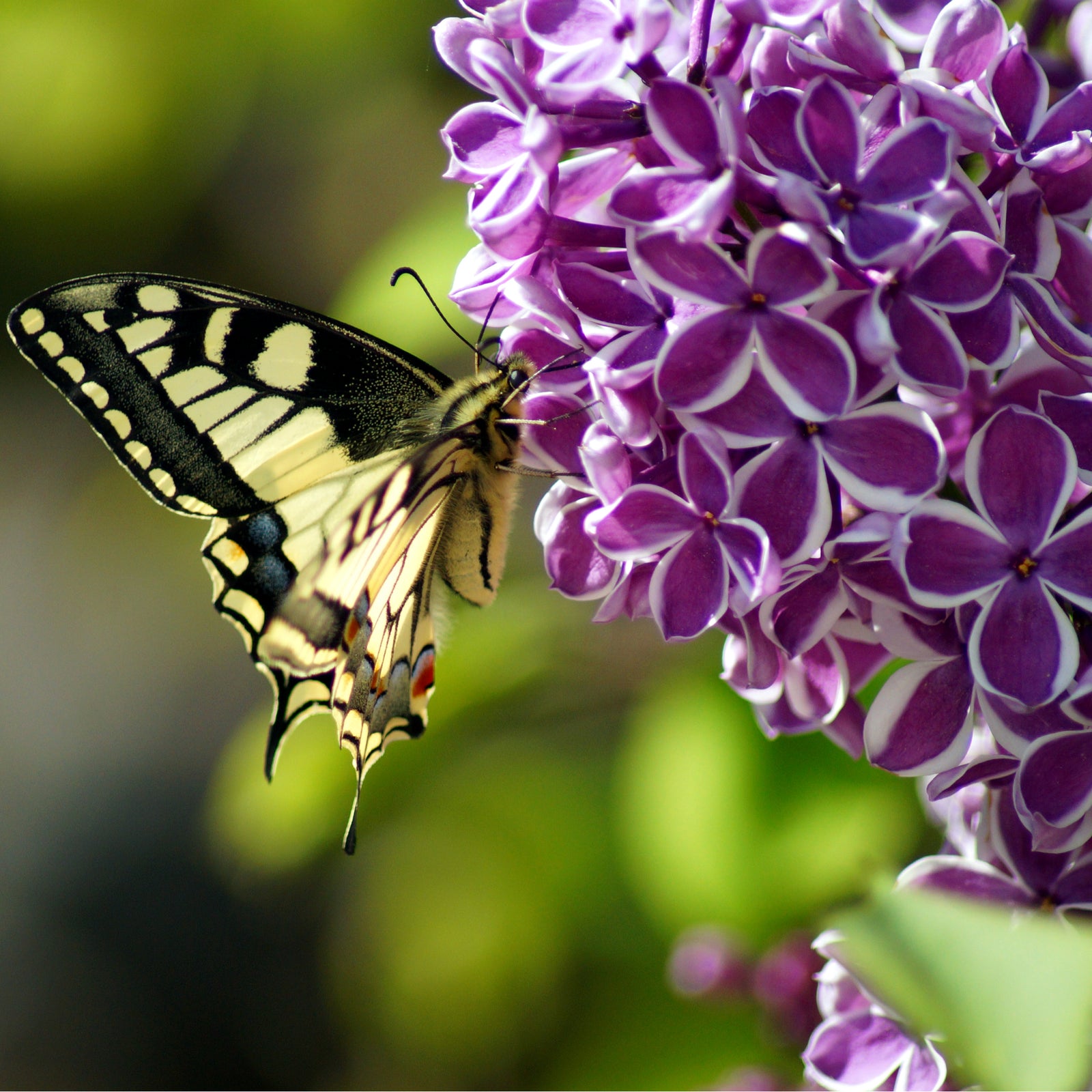Syringa vulgaris 'Sensation' (Lilac) 2L displays clusters of star-shaped, white-edged purple blooms among green foliage in the garden. Some buds remain closed while others are open, releasing a fragrant scent.