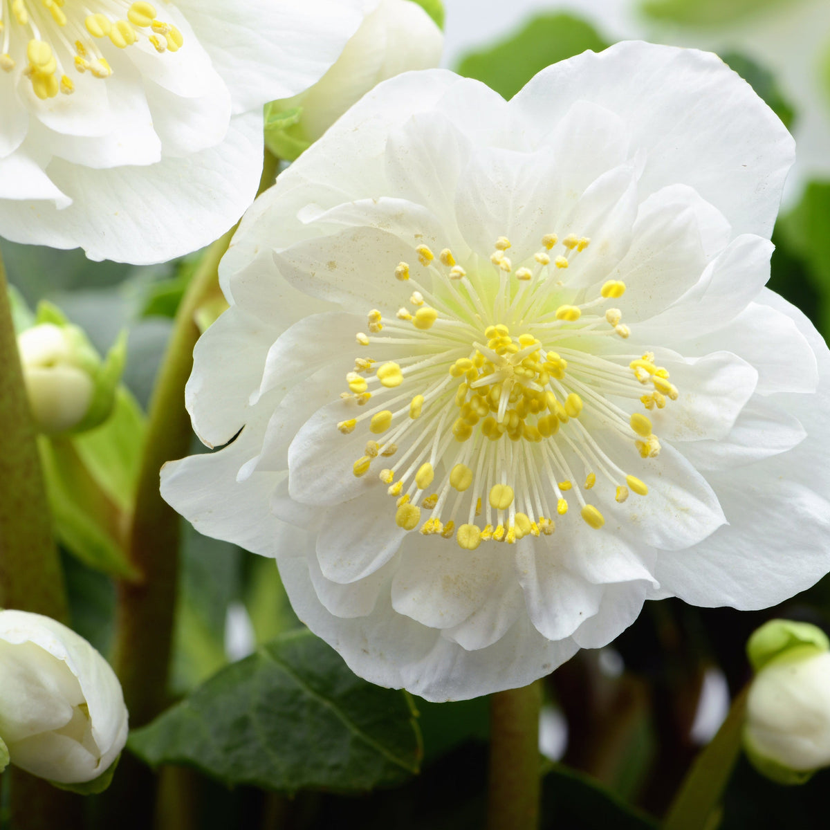 Close-up of a white Hellebore flower with layered petals and yellow stamens, surrounded by green leaves. This evergreen perennial, offered as a Mix of 3 Helleborus (3 x 9cm pots), brings year-round beauty to shade gardens.