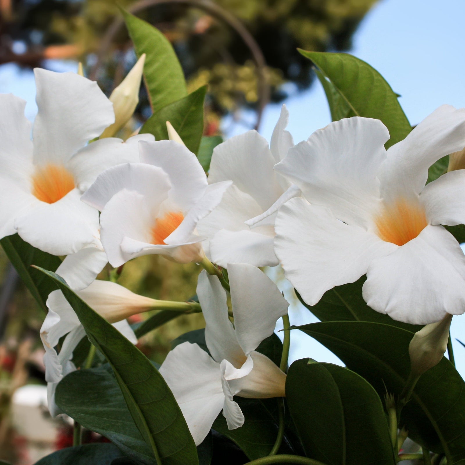 Mandevilla Sanderi Surprise Colour features clusters of white trumpet blooms with orange centers and glossy green leaves—an eye-catching tropical climber perfect as a container plant for patios or balconies.