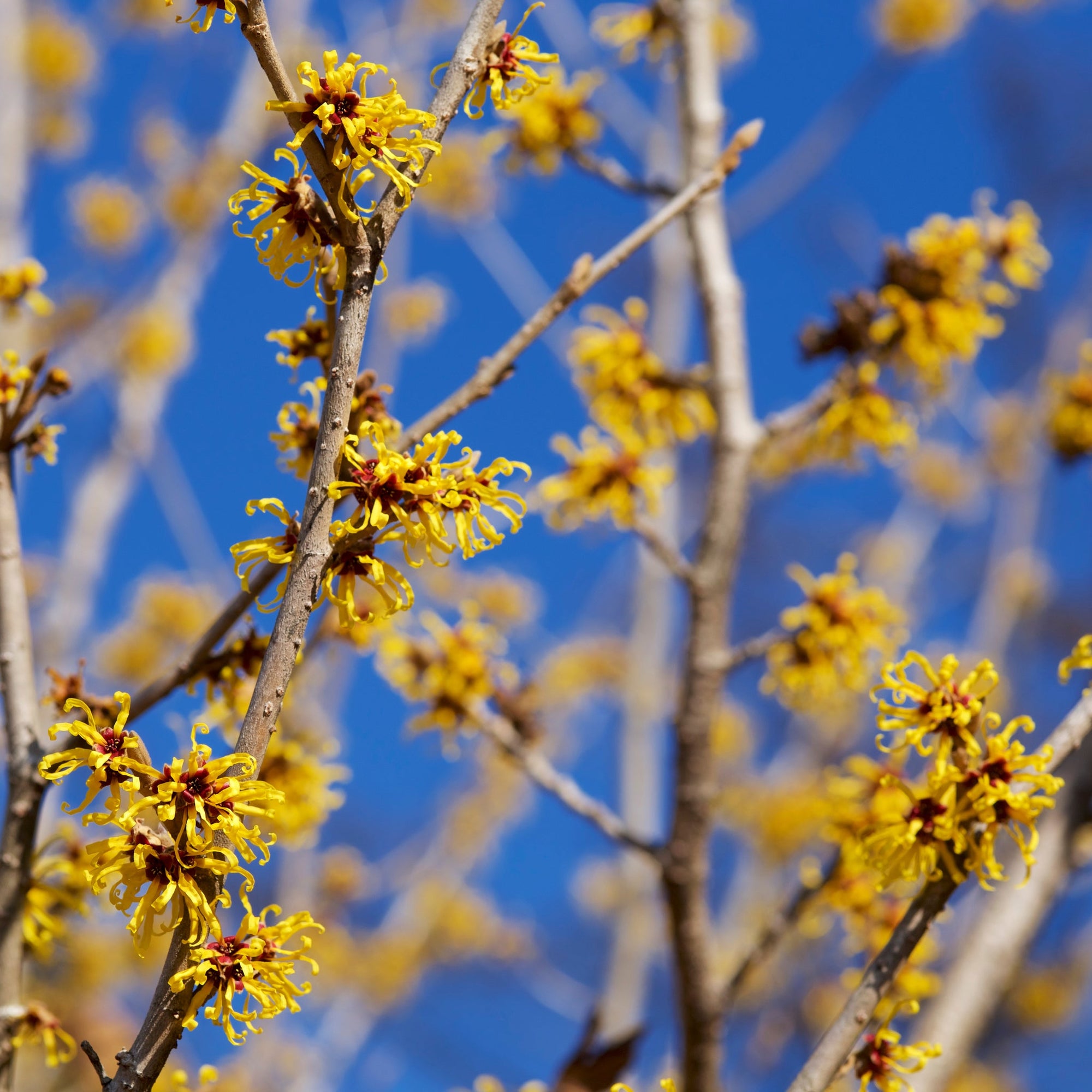 Hamamelis x intermedia Arnold Promise (Witch Hazel) 5L