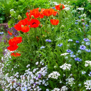 Cottage Garden Ready-made Border - One Click Plants