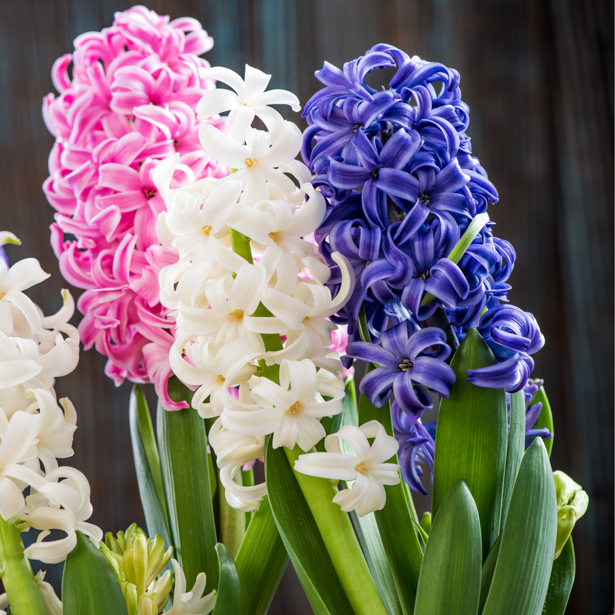 Close-up of three 7cm Hyacinths in pink, white, and purple, their fragrant blooms and green leaves bursting from a grower’s pot against a blurred dark wood background—a fresh touch for any space.