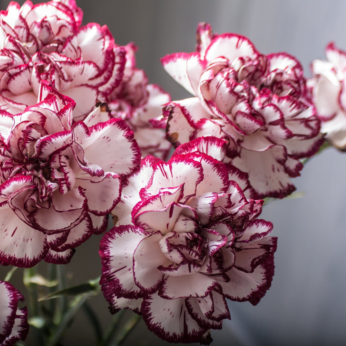 Dianthus &#39;Gran&#39;s Favourite&#39; 9cm