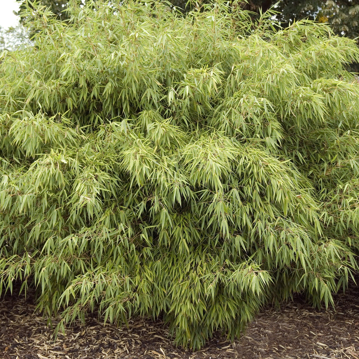 Fargesia Rufa &#39;Woody Bamboo&#39; 80cm features dense, semi-evergreen bushes with slender green leaves. Hardy and ideal for various conditions, it thrives in mulched beds with trees in the background. Multibuy offers available.