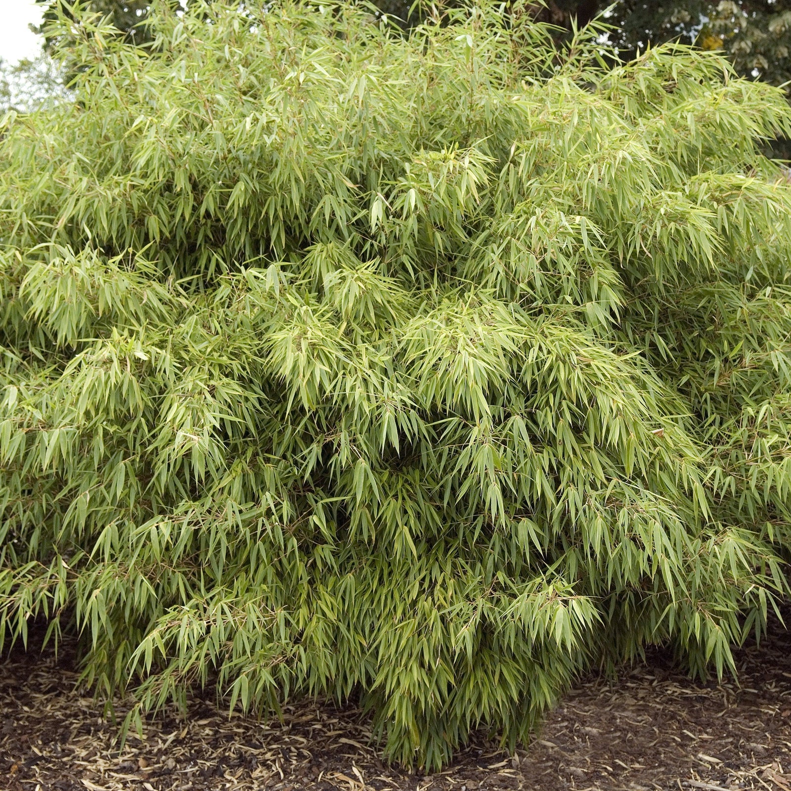 Fargesia Rufa 'Woody Bamboo' 80cm features dense, semi-evergreen bushes with slender green leaves. Hardy and ideal for various conditions, it thrives in mulched beds with trees in the background. Multibuy offers available.