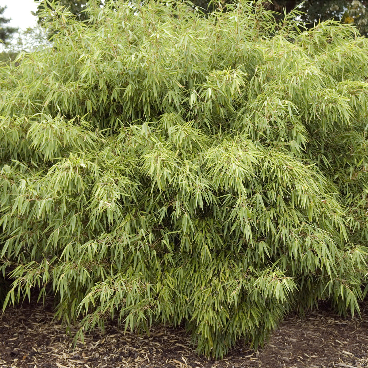 The Fountain Bamboo | Fargesia Rufa 40cm features tall, slender green leaves and forms a dense, non-invasive cluster, adding lush beauty to gardens when planted outdoors on mulch.