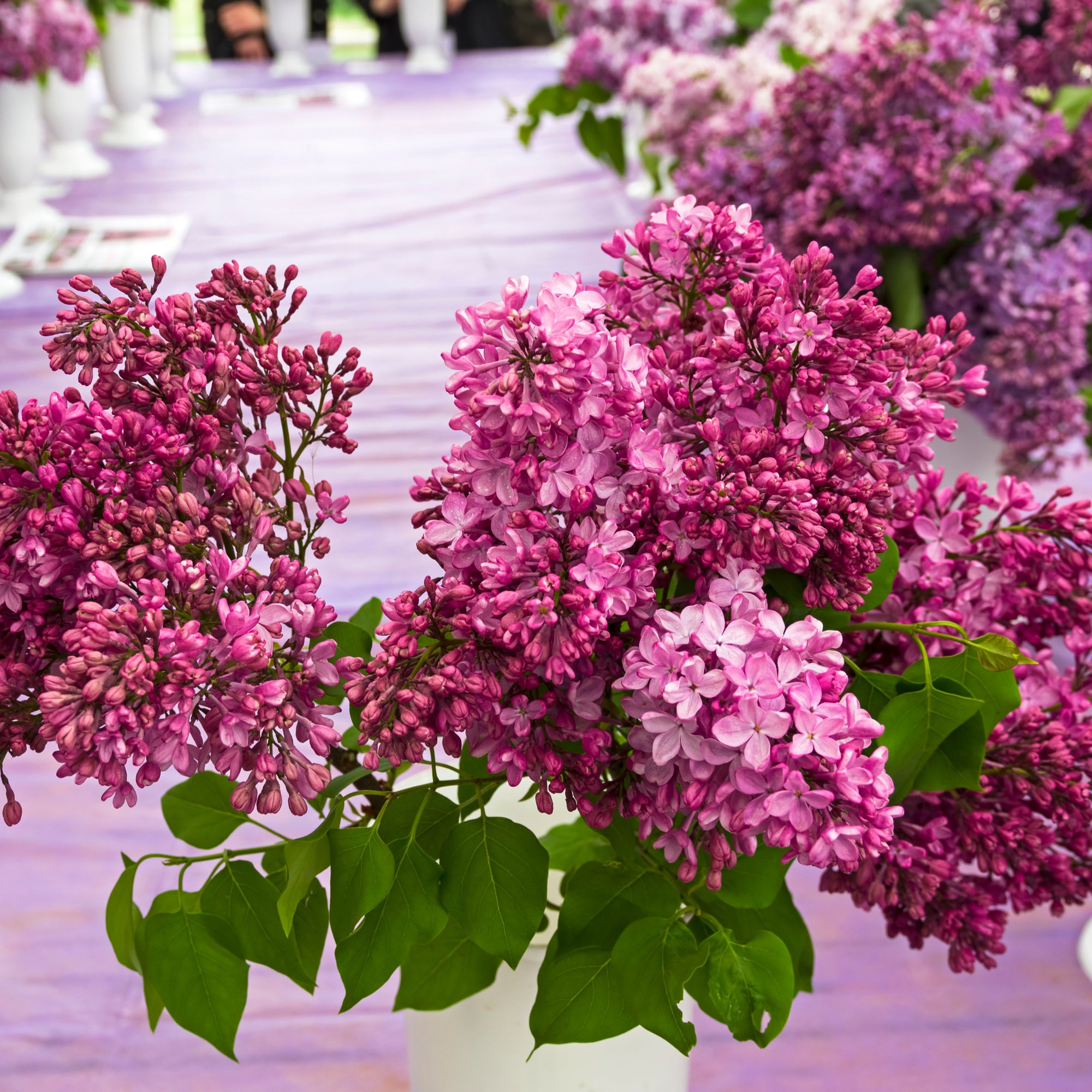 Syringa × Hyacinthiflora  'Esther Staley' (Lilac)