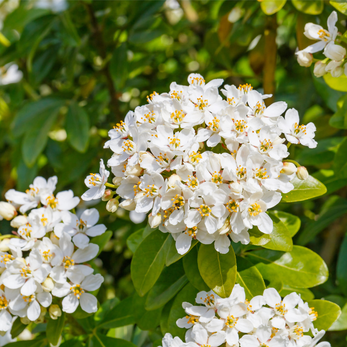 Clusters of small white flowers with yellow centers bloom among green leaves on Choisya ternata &#39;Sundance&#39; 9cm, an evergreen shrub often seen in bright sunlight.