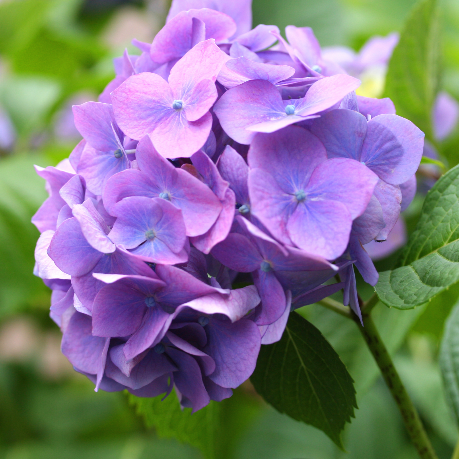 A close-up of Hydrangea macrophylla 'Little Purple' in a 2L pot, showing its vibrant purple flower cluster, compact growth habit, and delicate petals—ideal for smaller gardens with lush green foliage in the background.