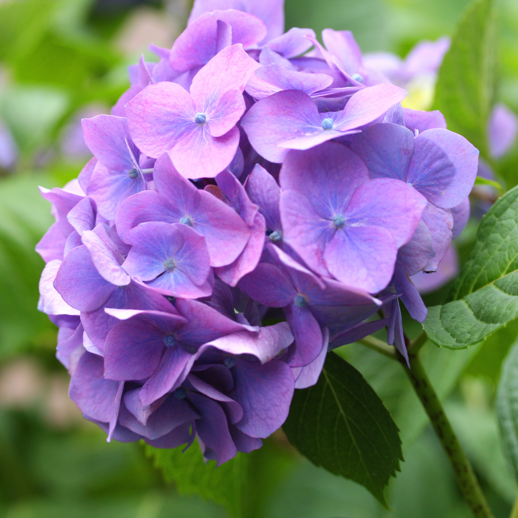 Dwarf Hydrangea | Hydrangea macrophylla 'Little Purple' 2L