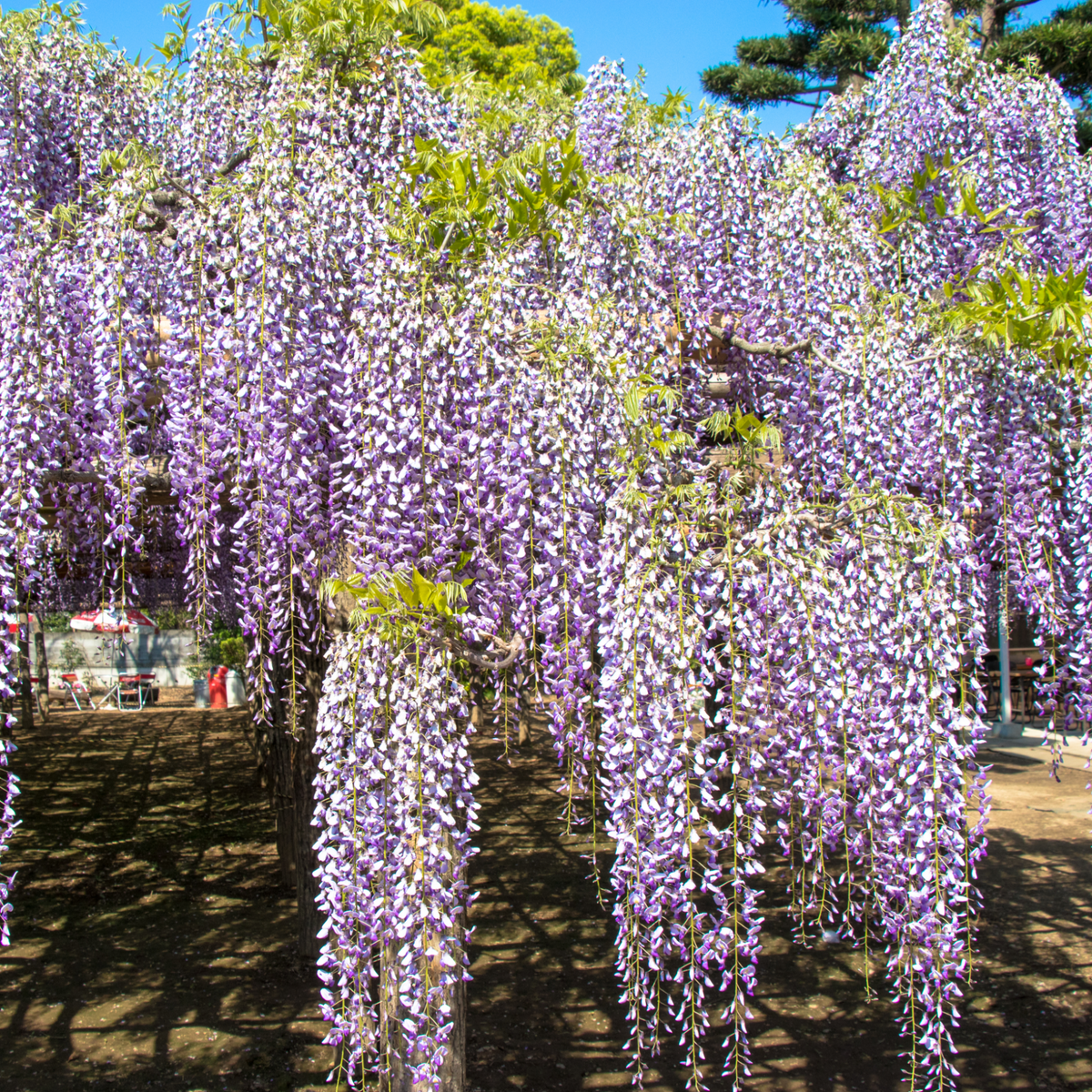 Wisteria floribunda &#39;Naga Noda&#39; 70cm