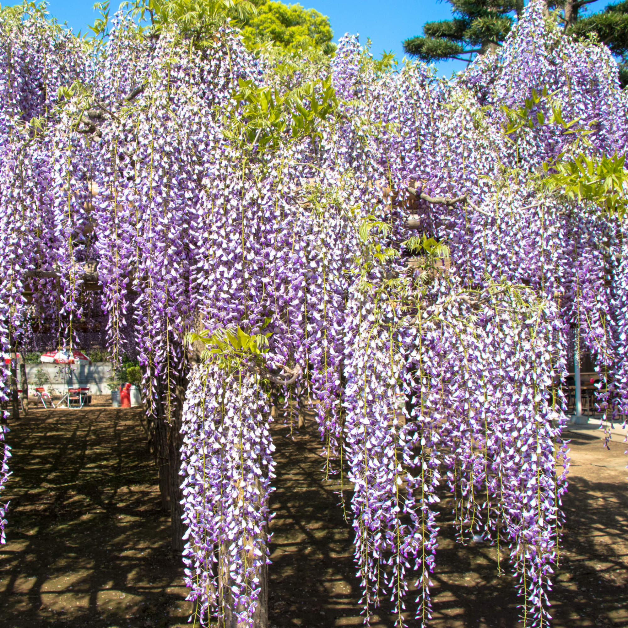 Wisteria floribunda 'Naga Noda' 70cm