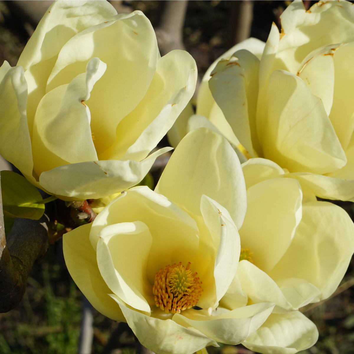 Magnolia denudata &#39;Yellow River&#39; 2L