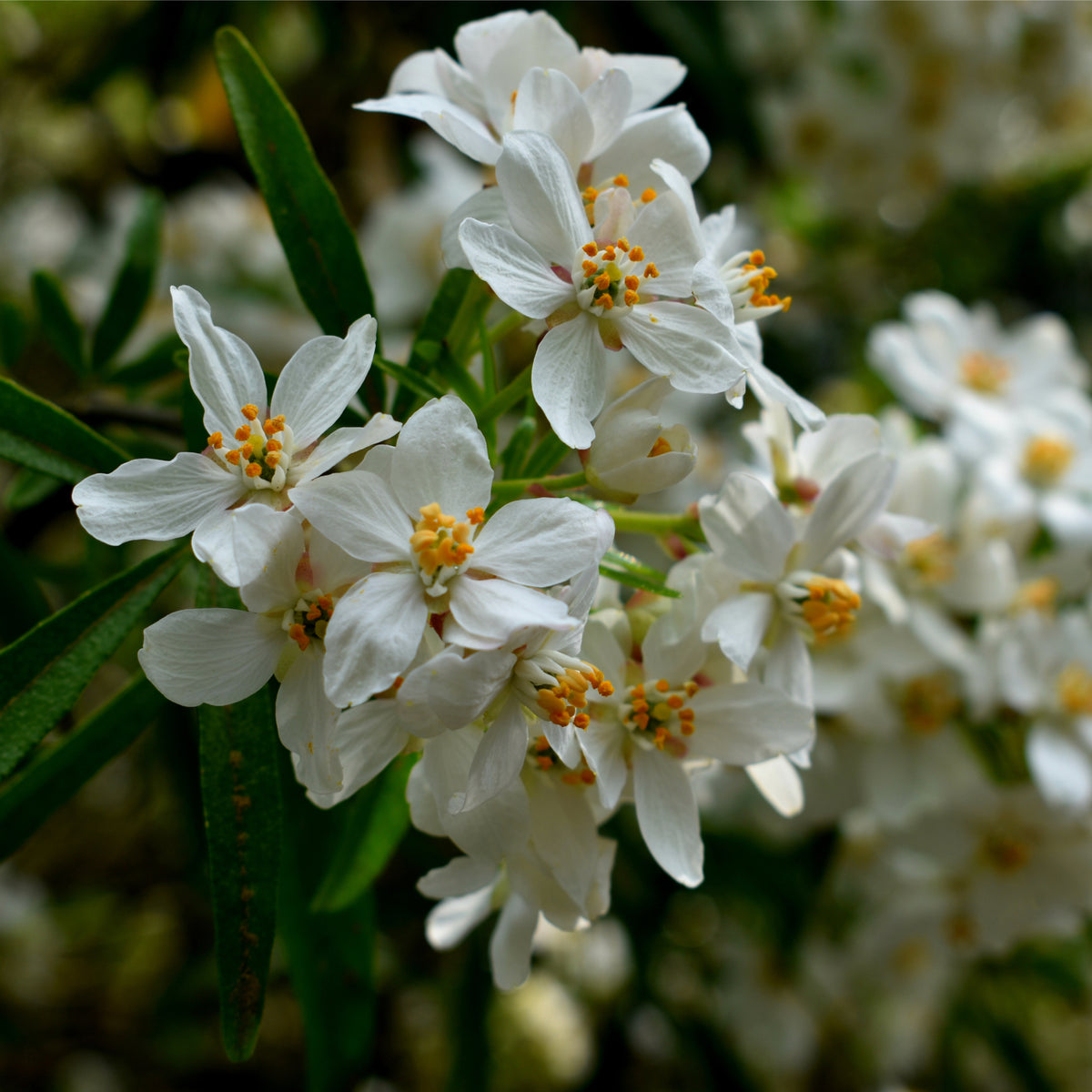 A close-up of fragrant white flowers from Choisya x dewitteana &#39;Aztec Pearl&#39;, available in 9cm and 2L pots.