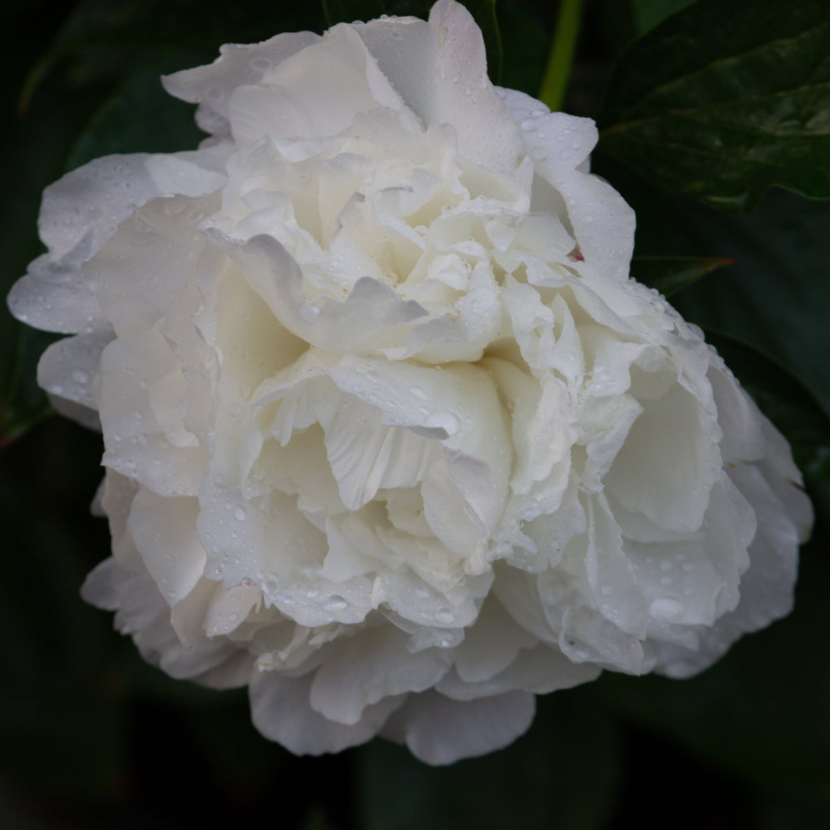 A close-up of Peony &#39;Shirley Temple&#39; 1L / 2L, an herbaceous perennial with fragrant, ruffled double flowers and delicate petals adorned with water droplets, set against a backdrop of dark green leaves.