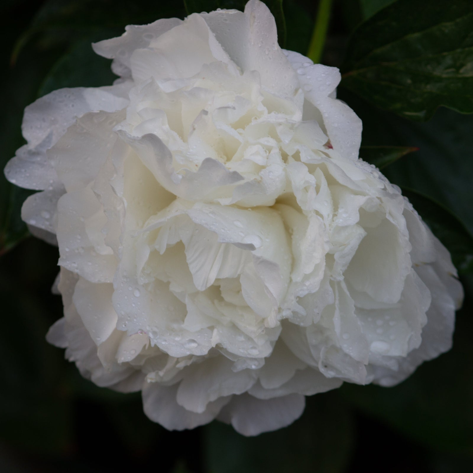 Close-up of Peony 'Shirley Temple' 1L / 2L, an herbaceous perennial with fragrant, soft ruffled double blooms showing a blush pink center, standing out beautifully against a blurred background.