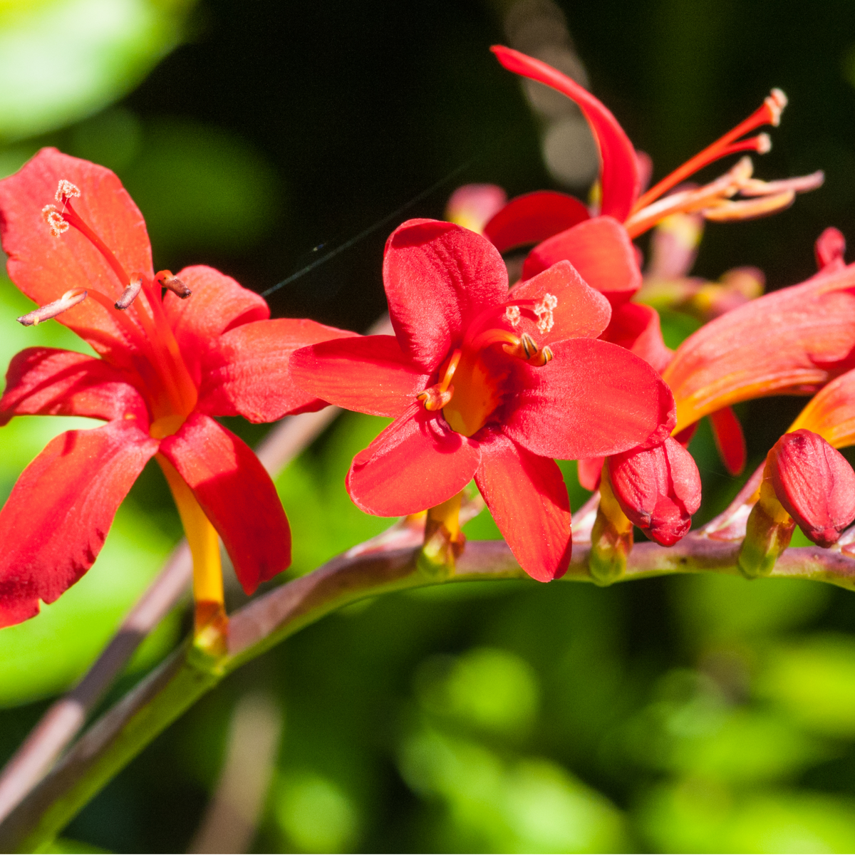 Crocosmia x crocosmiiflora &#39;Lucifer&#39; 9cm/2L