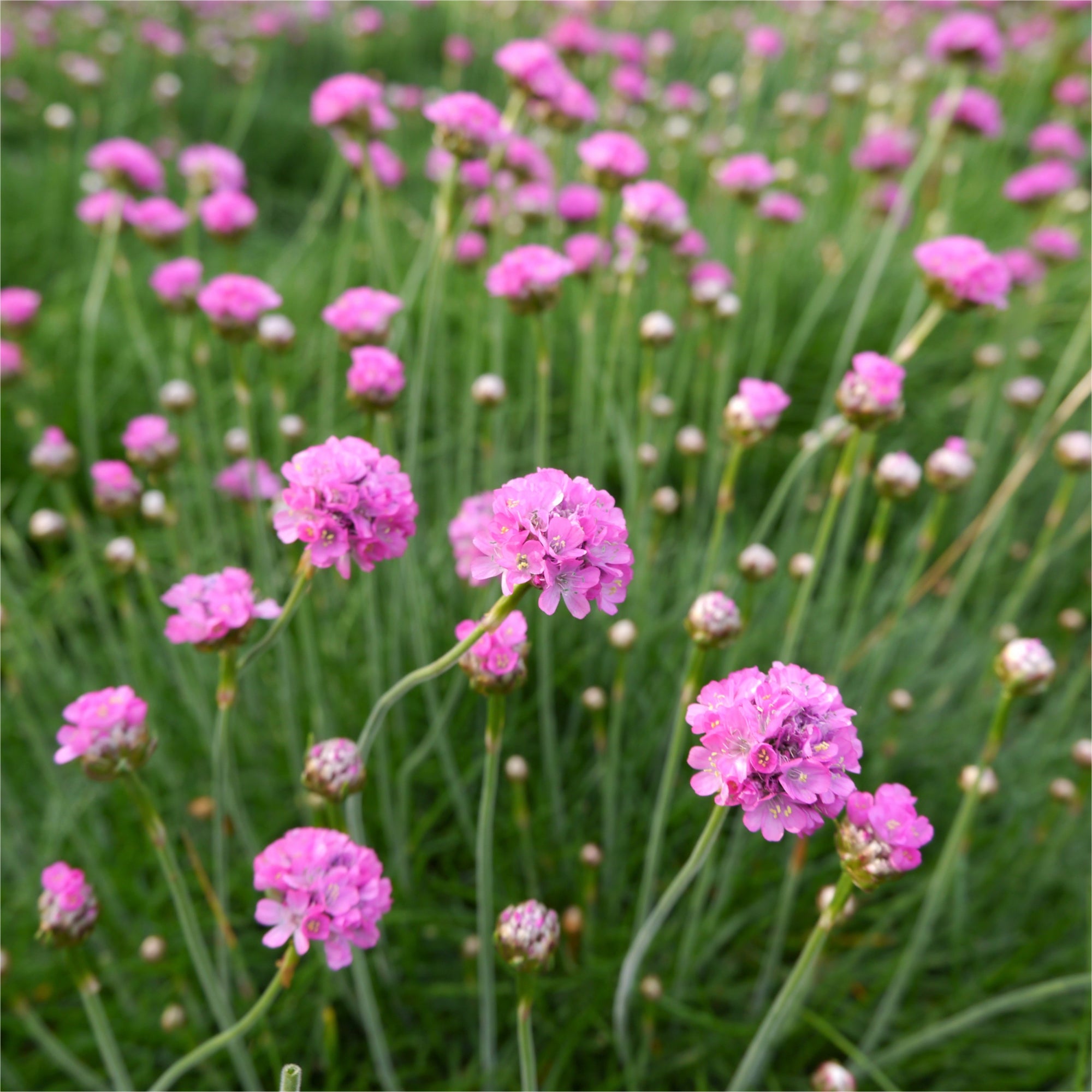 Armeria maritima Splendens Sea Pinks 2L