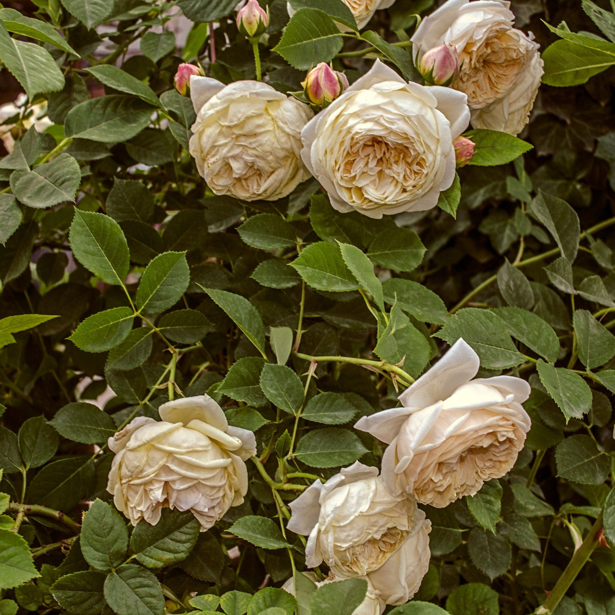 Climbing Rose 'Crazy In Love' - Vanilla 2L