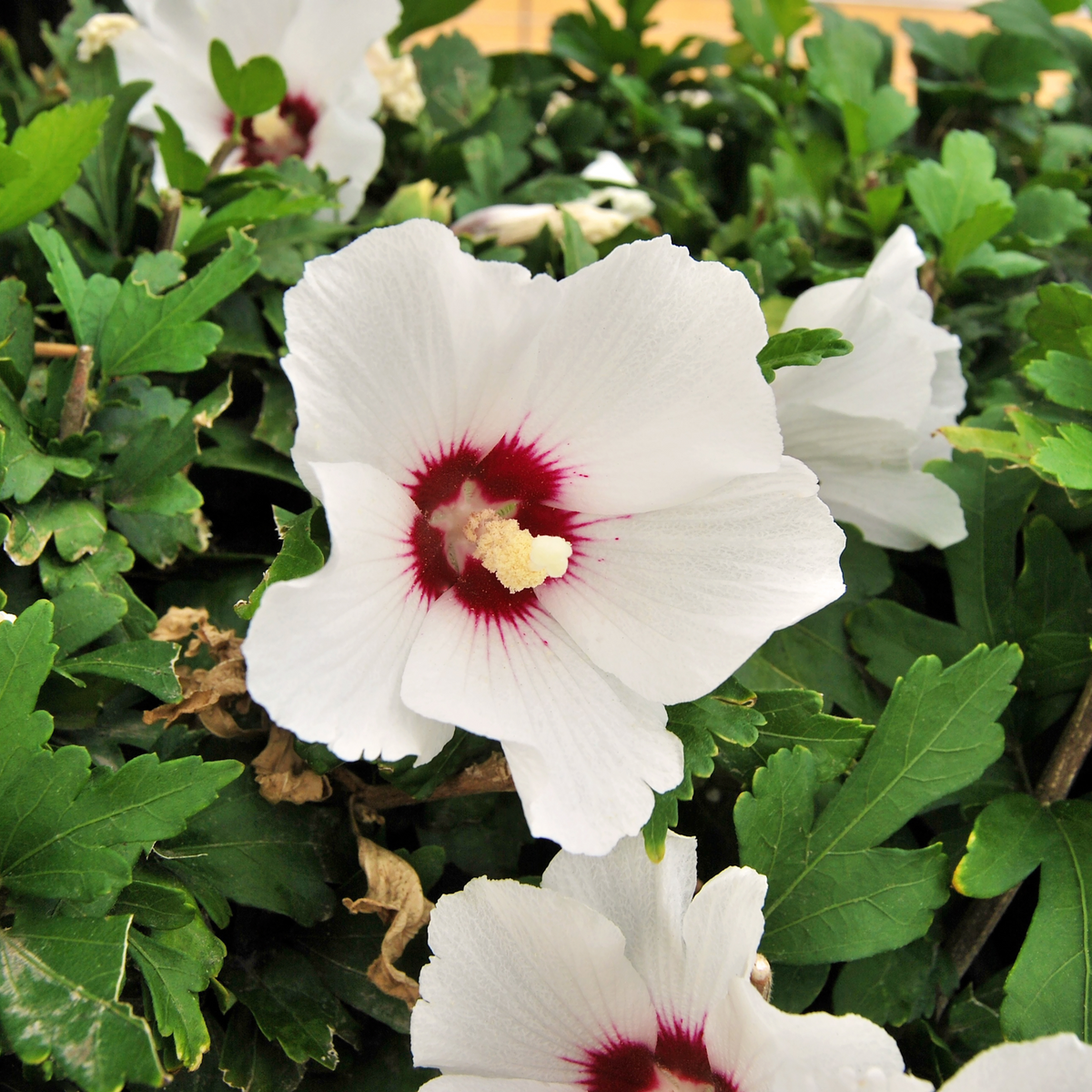 A close-up of Hibiscus syriacus &#39;Red Heart&#39; 2L, displaying snow-white blooms with bold red centers and yellow pollen, set against lush green foliage.