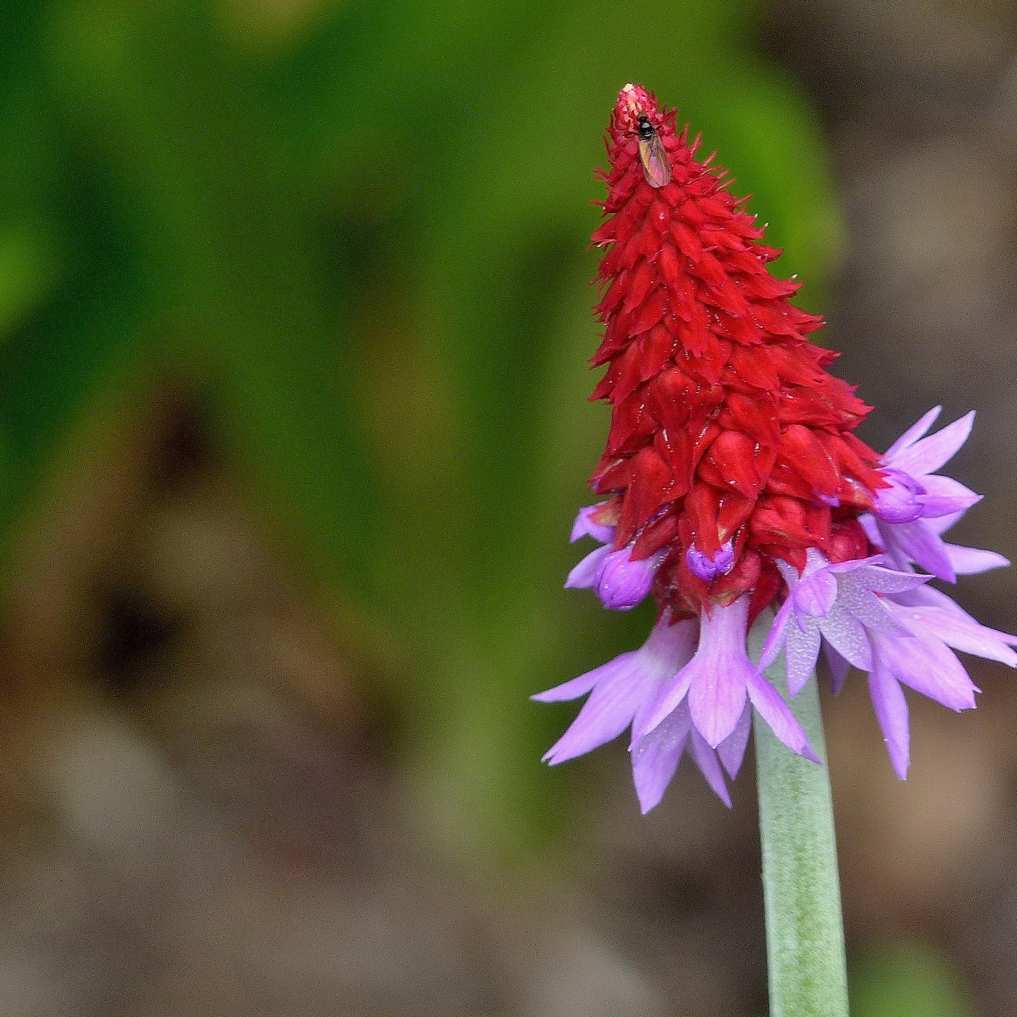 Primula vialii 9cm