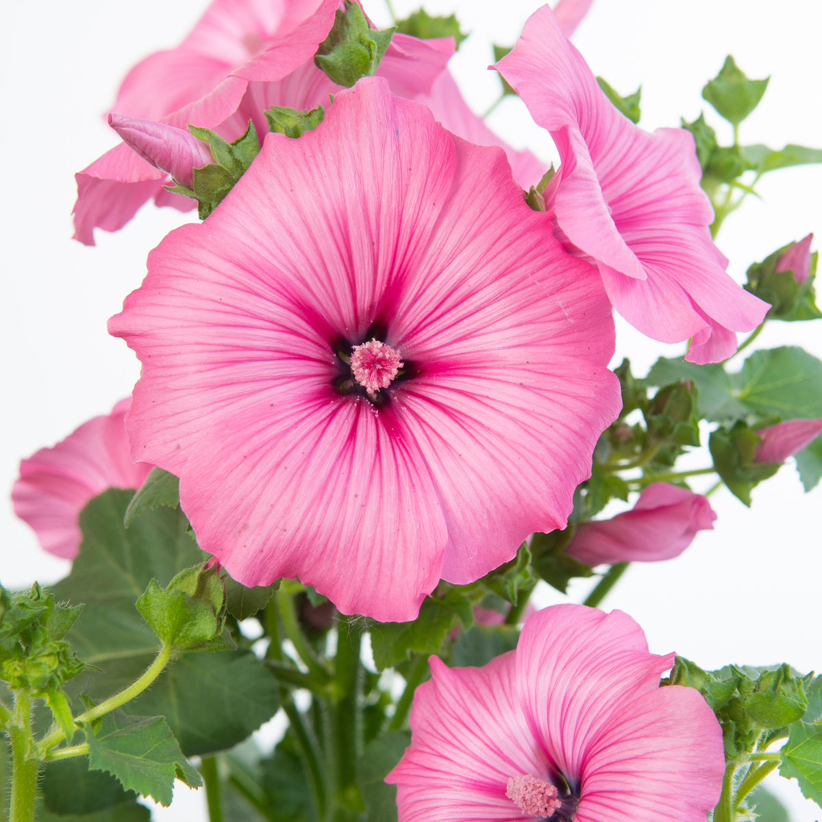 Close-up of Lavatera x clementii &#39;Candy Floss&#39; 2L—vibrant pink blooms with dark centers, lush green foliage, and buds set against a white background, highlighting its long flowering season.