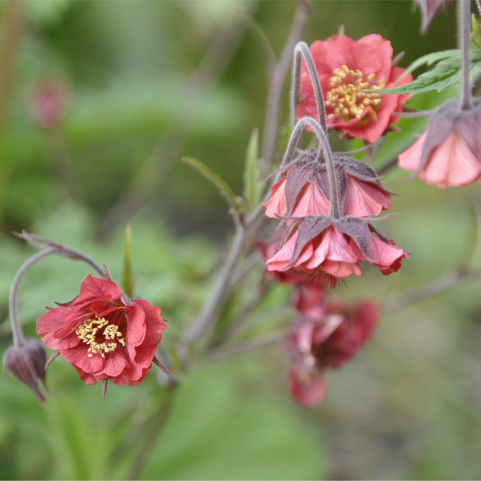 A close-up of Geum rivale 2L, a beautiful perennial garden plant also known as water avens.