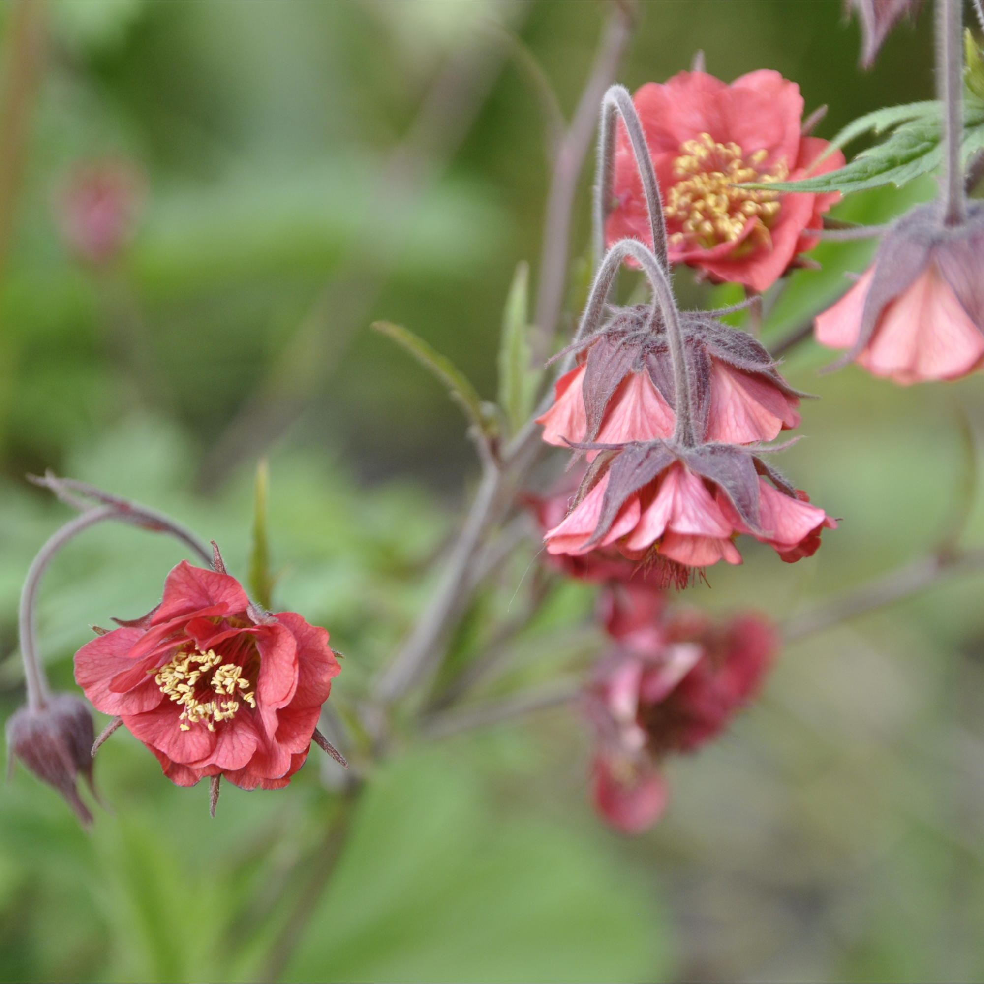 Geum rivale 2L