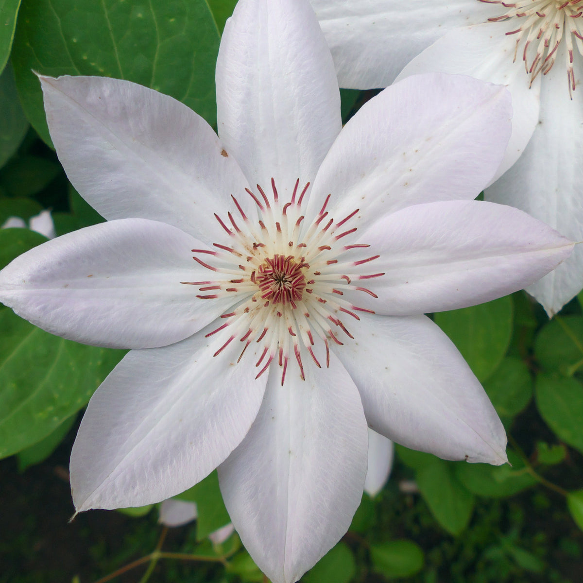 Clematis &#39;Miss Bateman&#39; 60cm