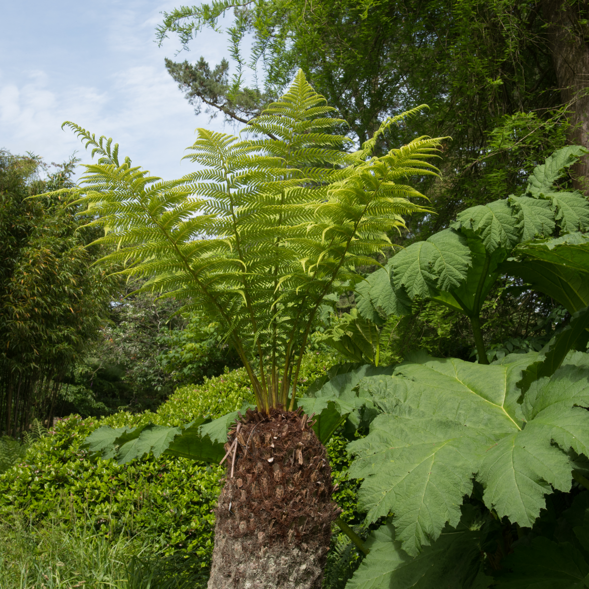 A Dicksonia antarctica &#39;Tree Fern&#39; 1/2/5L with feathery green fronds grows among broad-leafed plants and lush greenery in a garden under partly cloudy skies.