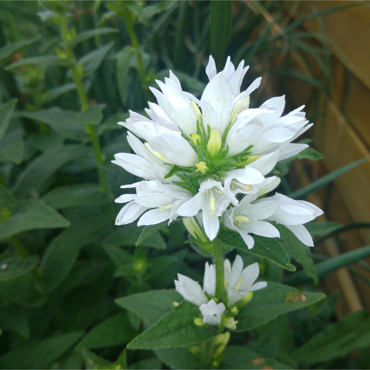 A close-up of Campanula glomerata &#39;Alba&#39; (White) 9cm/2L showcases its white, pointed-petal perennial blooms amid green leaves, set against a blurred garden with wooden fencing—perfect for classic cottage gardens.
