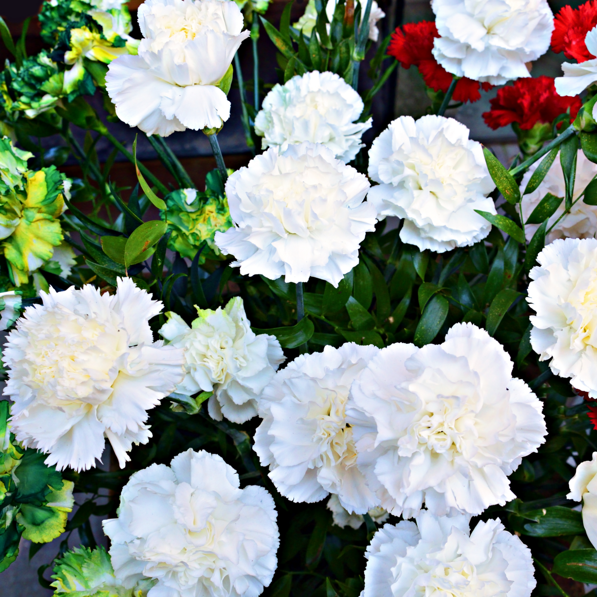 Dianthus (Sunflor Cosmos) | White Dianthus 3L