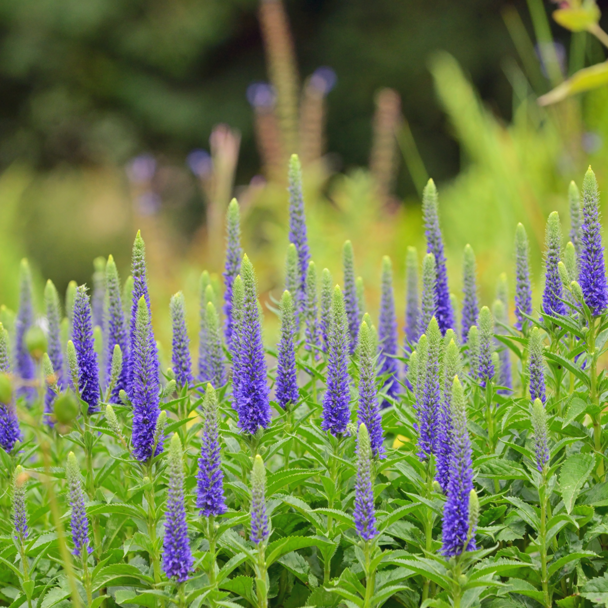 Veronica 'Ulster Dwarf Blue' 2L